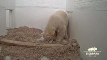 Le bébé ours polaire de Berlin a ouvert les yeux
