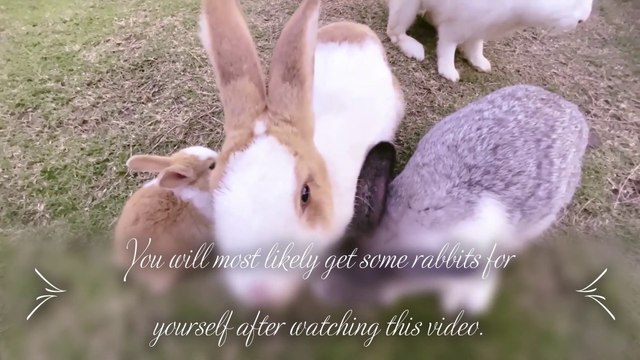 Cute rabbits at Pancheeva cafe in Sai Noi district Thailand