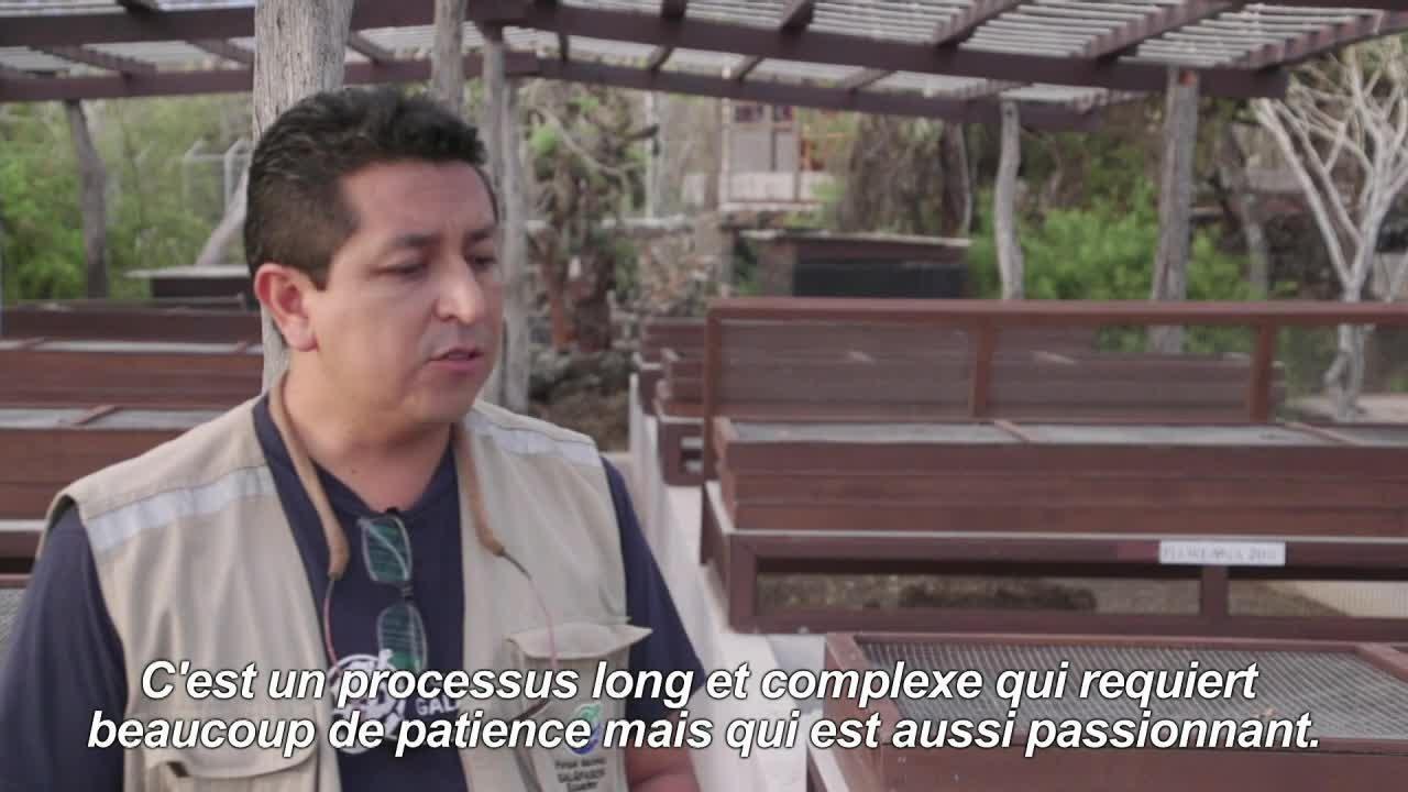 Equateur : Donfaustoi, le dernier géant découve...