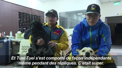 Séisme à Taïwan: un labrador héros des recherches de survivants