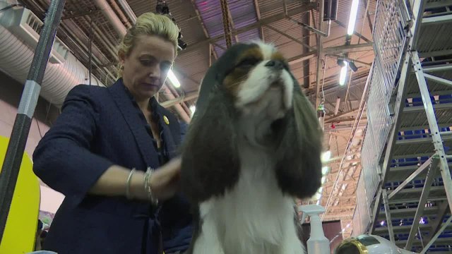 Le concours canin de New York, une affaire de professionnels