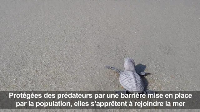 Singapour: naissance d'une centaine de tortues protégées