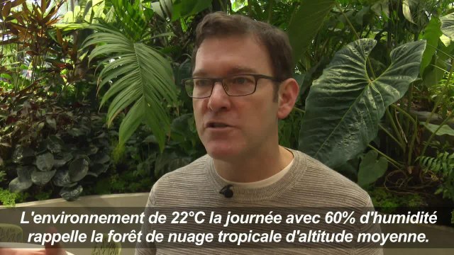 USA: Amazon ouvre des biosphères à Seattle