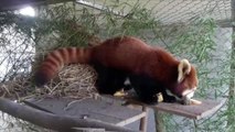 Les pandas roux, nouvelles cibles des braconniers en Asie