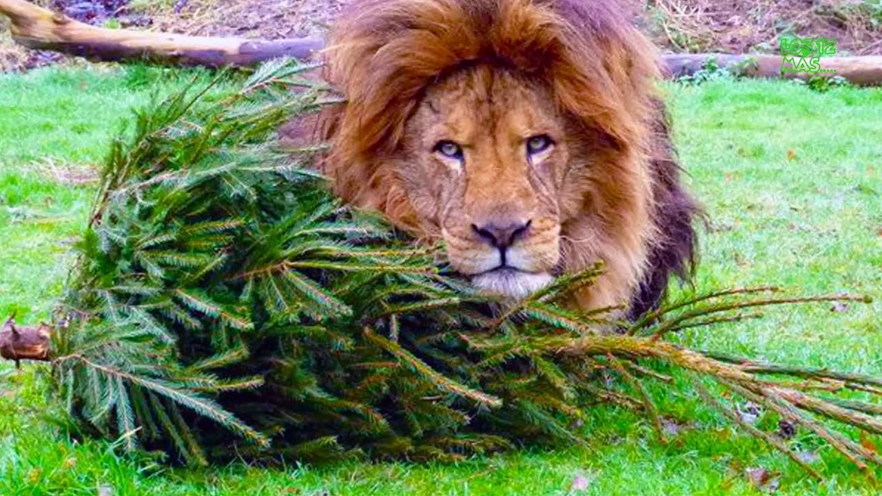 datos y curiosidades de la navidad