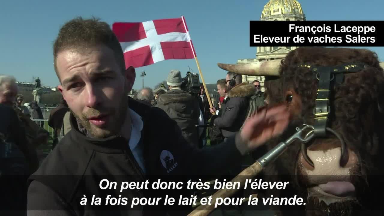 Salon de l'agriculture : vaches et brebis dans les rues de Paris