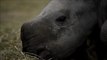 Zoo d'Amnéville: naissance d'un rhinocéros et de tigres blancs