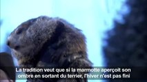 Brr! Encore six semaines d'hiver dit la marmotte