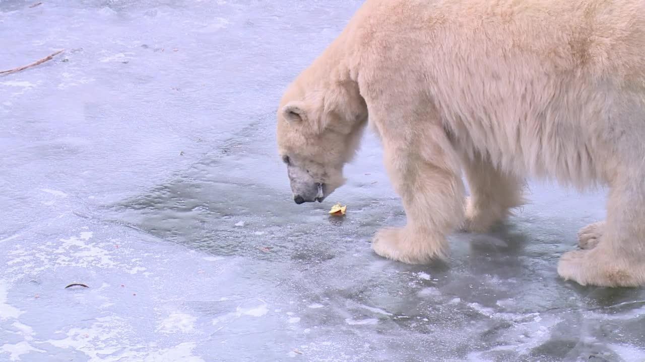 Berlin: les ours polaires du zoo profitent du temps glacial