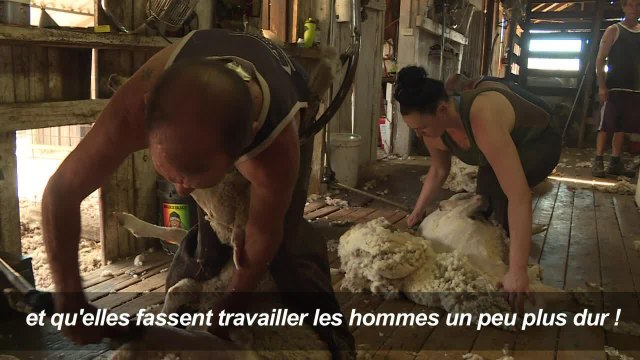 Journée internationale des femmes: portrait tondeuse de moutons
