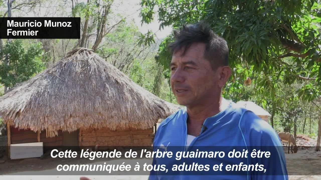 Le guaimaro, un "arbre magique" protecteur de l...