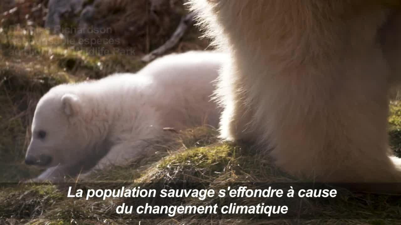 Le Royaume-Uni fête la naissance d'un ourson polaire