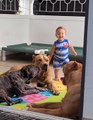 Baby Plays with Pitbull Pals