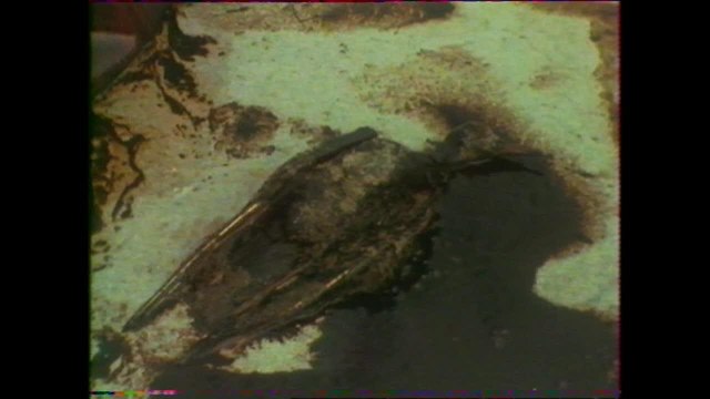 ARCHIVES Il y a 40 ans, l'Amoco Cadiz s'échouait en Bretagne