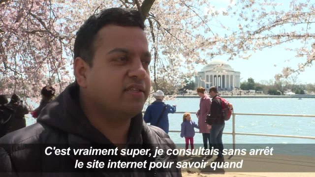 Les célèbres cerisiers de Washington sont en fleurs