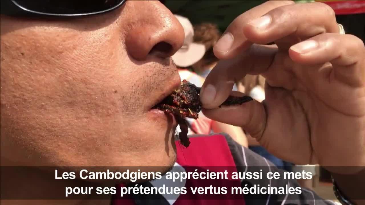 Les tarentules, victimes de la déforestation et des gastronomes