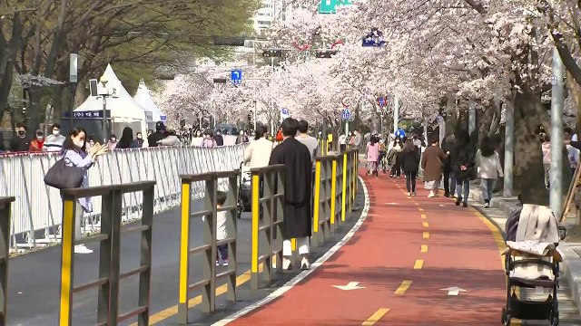 [날씨] 여의도 벚꽃길 3년 만에 개방...완연한 봄 / YTN