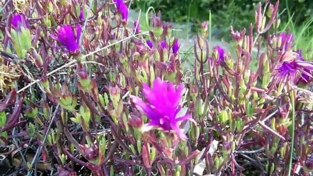 Under-Appreciated Flowers in Japan!