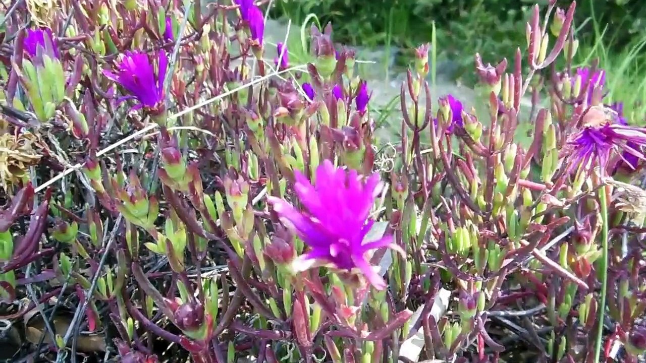 Under-Appreciated Flowers in Japan!