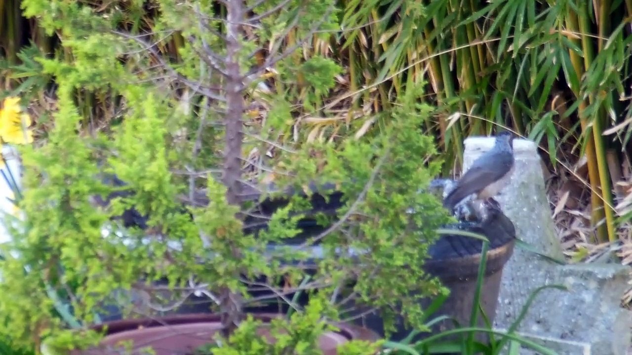 The Couple Who Bathe in the Garden at the Old Japanese Farm House