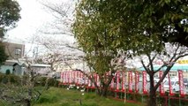 Shrine & Cherry Blossom Stroll in Japan