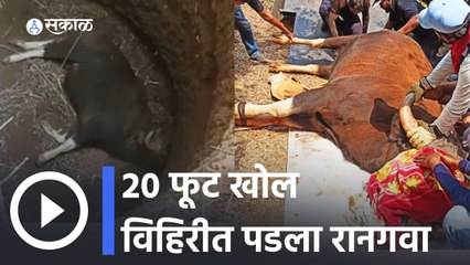 Mahabaleshwar | महाबळेश्वरात 20 फूट खोल विहिरीत पडला रानगवा | Sakal