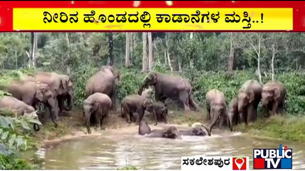 ಮರಿಗಳ ಆಟವನ್ನು ಹೊಂಡದ ಸುತ್ತಲೂ ನಿಂತು ನೋಡುತ್ತಿರುವ ಗಜಪಡೆ..! | Elephants Enjoying In Water | Sakleshpur
