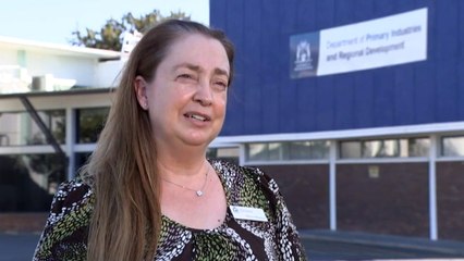 Thousands of fish die in WA's Ningaloo Marine Park