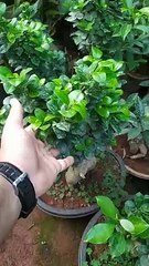 Carissa Macrocarpa  Carissa macrocarpa green carpet  Carissa macrocarpa fruit  Satish Nursery