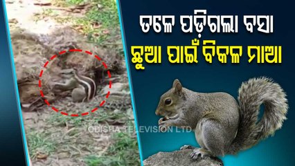 om Squirrel's Care For Its Babies Is Truly Heart-Melting