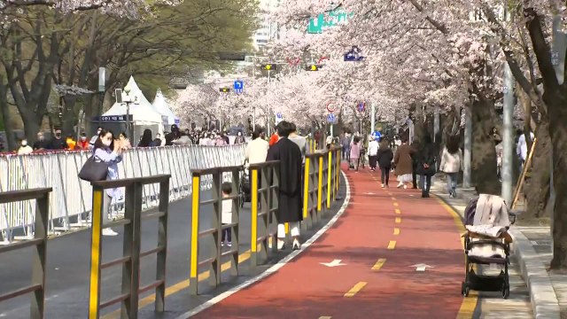 [날씨] 3년 만에 개방된 벚꽃길...영동은 산불 비상 / YTN