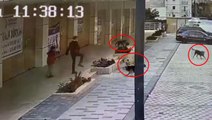Servis bekleyen çocuğa sokak köpekleri saldırdı! Babanın mücadelesi anbean kamerada