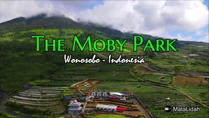 The MOBY PARK: Glamping dan Resto Keren di Wonosobo, Jawa Tengah