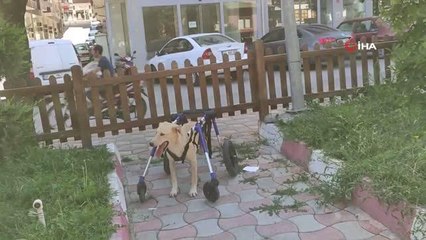 Beli kırılan sokak köpeği tekerlekli düzenekle yeniden yürüdü
