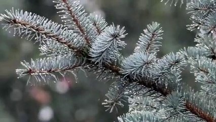 SILVER SPRUCE BRANCHES IN THE RAIN