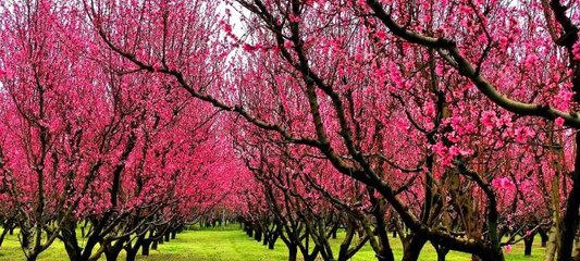 Meyve bahçeleri fotoğraf stüdyosuna döndü