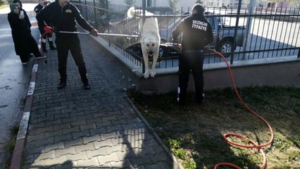 Demir parmaklıklara sıkışan köpek kurtarıldı