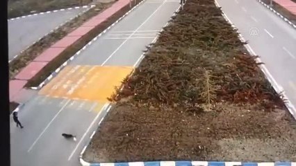 Son dakika haber! Sahipsiz köpeklerin kız öğrenciye saldırması güvenlik kamerasında