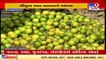 Lemon rates sky rocket in summer season _Gujarat _TV9GujaratiNews