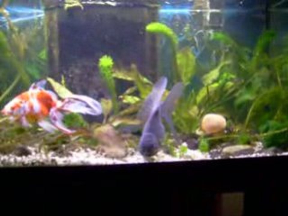 aqua 92L simba mon oranda argenté et cali mon voile calico