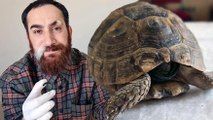 ‘Hayat tamircisi’, kırık şişeye başı sıkışan kaplumbağayı kurtardı