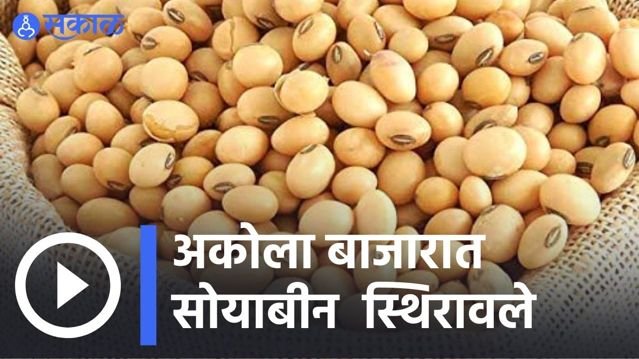 Soyabean Rate | अकोला बाजारात सोयाबीन  स्थिरावले  | Sakal |