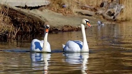 Abant Gölü'ndeki Kuğular