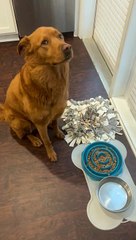 Pup Waits to Say Grace Before Meal