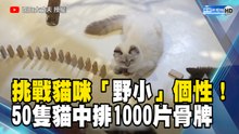 挑戰貓咪「野小」個性！50隻貓中排1000片骨牌