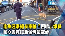 走失汪牽繩卡車輪「凹嗚」求救 暖心警救援兼保母帶散步