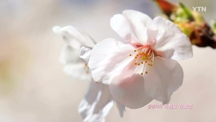 [영상] 벚꽃, 3년만에 다시 '봄' / YTN