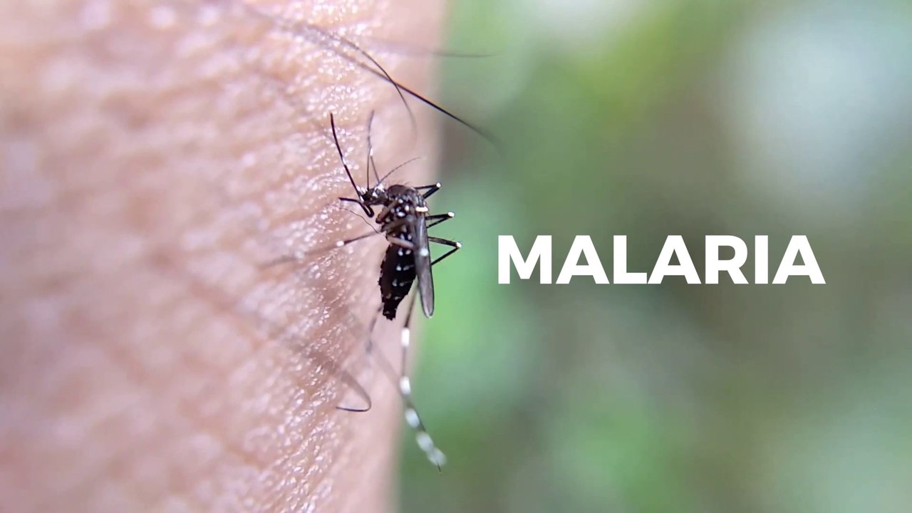 Malaria
