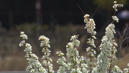 [영상] 튀긴 좁쌀이 주렁주렁...백색 조팝나무 활짝! / YTN