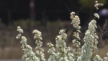 [영상] 튀긴 좁쌀이 주렁주렁...백색 조팝나무 활짝! / YTN